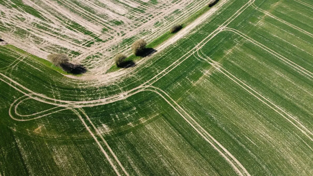 Vista aérea cenital de un lote donde se distinguen sectores de suelo descubierto y sectores de cultivo denso dentro del mismo cuadro