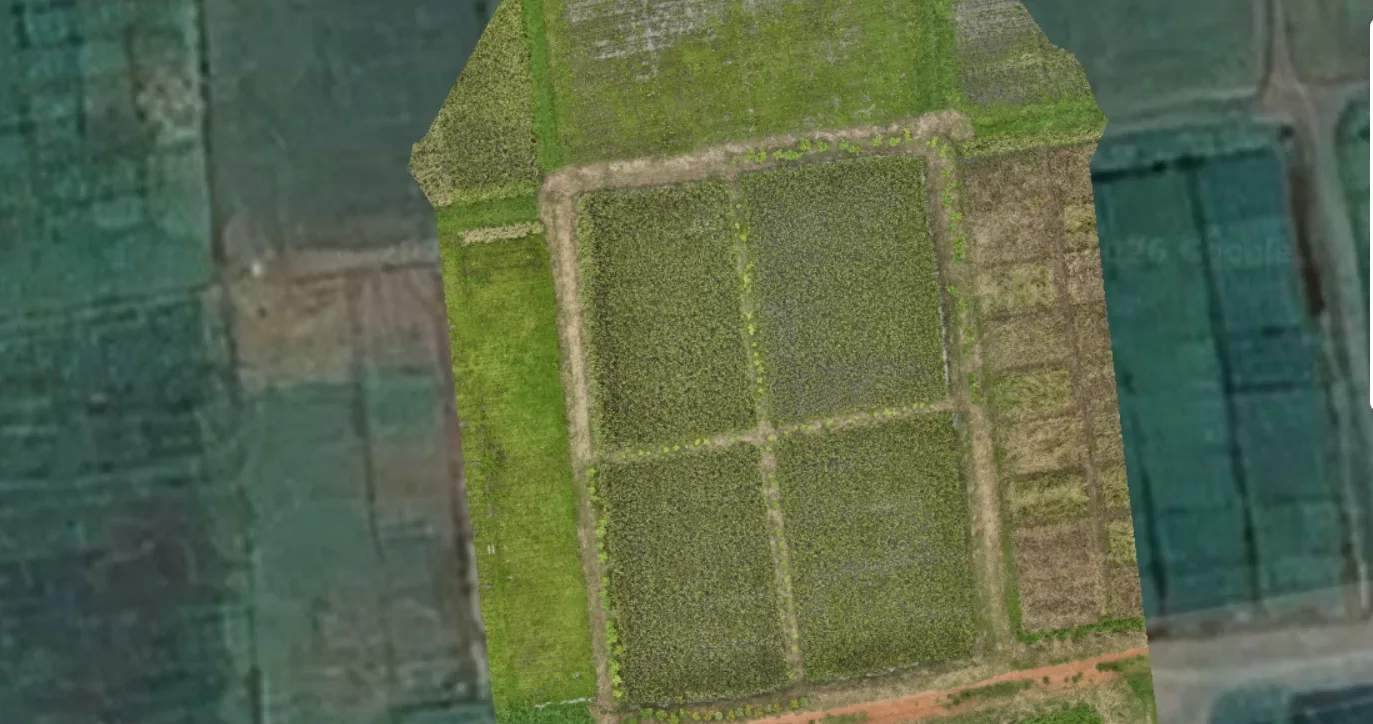 Imagen RGB del cultivo